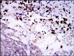SPIB Antibody in Immunohistochemistry (Paraffin) (IHC (P))