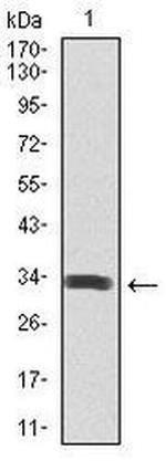 SPIB Antibody in Western Blot (WB)