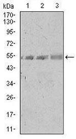 SPIB Antibody in Western Blot (WB)