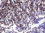 SPN Antibody in Immunohistochemistry (Paraffin) (IHC (P))