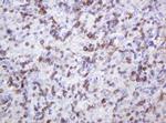 SPN Antibody in Immunohistochemistry (Paraffin) (IHC (P))