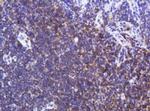 SPN Antibody in Immunohistochemistry (Paraffin) (IHC (P))