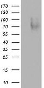 SPN Antibody in Western Blot (WB)