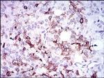 Osteopontin Antibody in Immunohistochemistry (Paraffin) (IHC (P))