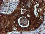 SPR Antibody in Immunohistochemistry (Paraffin) (IHC (P))