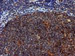 SPR Antibody in Immunohistochemistry (Paraffin) (IHC (P))