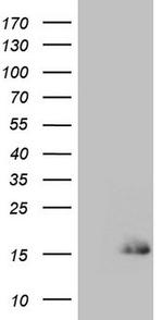 SPRR2A Antibody in Western Blot (WB)
