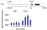 SPATA16 Antibody in ChIP Assay (ChIP)
