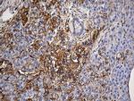 SPTAN1 Antibody in Immunohistochemistry (Paraffin) (IHC (P))