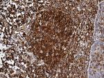SPTAN1 Antibody in Immunohistochemistry (Paraffin) (IHC (P))