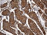SPTAN1 Antibody in Immunohistochemistry (Paraffin) (IHC (P))
