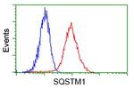 SQSTM1 Antibody in Flow Cytometry (Flow)