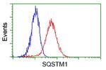 SQSTM1 Antibody in Flow Cytometry (Flow)