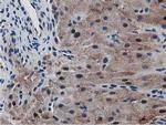 SQSTM1 Antibody in Immunohistochemistry (Paraffin) (IHC (P))