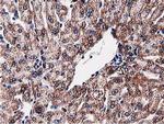 SQSTM1 Antibody in Immunohistochemistry (Paraffin) (IHC (P))
