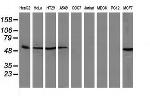 SQSTM1 Antibody in Western Blot (WB)