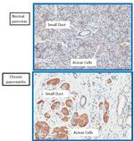 SR140 Polyclonal Antibody