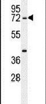 SERAC1 Antibody in Western Blot (WB)