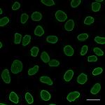 Human IgG/Rabbit IgG VHH Secondary Antibody in Immunocytochemistry (ICC/IF)