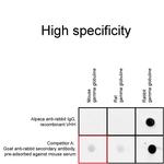 Human IgG/Rabbit IgG VHH Secondary Antibody in Immunocytochemistry (ICC/IF)