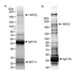 SRC2 Antibody in Western Blot (WB)