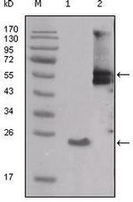 SRC Monoclonal Antibody (4F1E8)