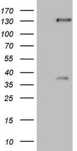 SREBF2 Antibody in Western Blot (WB)