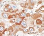 SRPK2 Antibody in Immunohistochemistry (IHC)