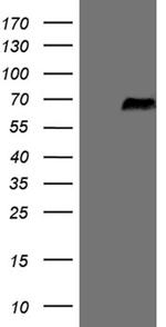 SRPK3 Antibody in Western Blot (WB)