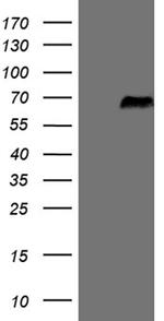 SRPK3 Antibody in Western Blot (WB)