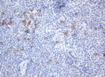 SRPRB Antibody in Immunohistochemistry (Paraffin) (IHC (P))