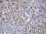 SRPRB Antibody in Immunohistochemistry (Paraffin) (IHC (P))