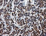 SRR Antibody in Immunohistochemistry (Paraffin) (IHC (P))