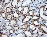 SRR Antibody in Immunohistochemistry (Paraffin) (IHC (P))