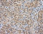 SRR Antibody in Immunohistochemistry (Paraffin) (IHC (P))
