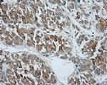 SRR Antibody in Immunohistochemistry (Paraffin) (IHC (P))