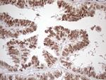 SRSF9 Antibody in Immunohistochemistry (Paraffin) (IHC (P))