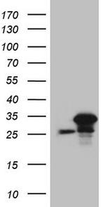 SRSF9 Antibody in Western Blot (WB)