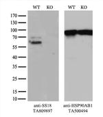 SS18 Antibody in Western Blot (WB)