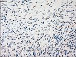 SSB Antibody in Immunohistochemistry (Paraffin) (IHC (P))