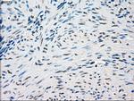 SSB Antibody in Immunohistochemistry (Paraffin) (IHC (P))