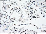 SSB Antibody in Immunohistochemistry (Paraffin) (IHC (P))