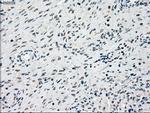 SSB Antibody in Immunohistochemistry (Paraffin) (IHC (P))