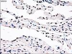 SSB Antibody in Immunohistochemistry (Paraffin) (IHC (P))