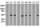 SSB Antibody in Western Blot (WB)