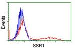 SSR1 Antibody in Flow Cytometry (Flow)
