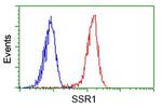 SSR1 Antibody in Flow Cytometry (Flow)