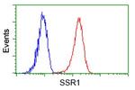 SSR1 Antibody in Flow Cytometry (Flow)