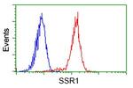 SSR1 Antibody in Flow Cytometry (Flow)