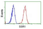 SSR1 Antibody in Flow Cytometry (Flow)